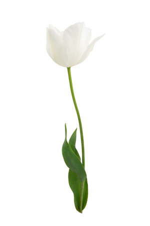 White tulip flower isolated on white background. Beautiful composition for advertisingの写真素材