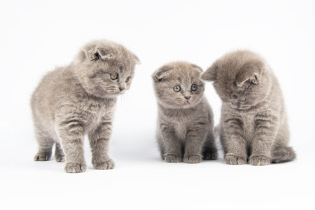 Cute gray British Shorthair cat kitten on a white background.の写真素材
