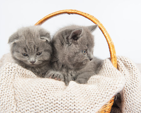 Purebred British Shorthair Blue Kitten in the basketの写真素材