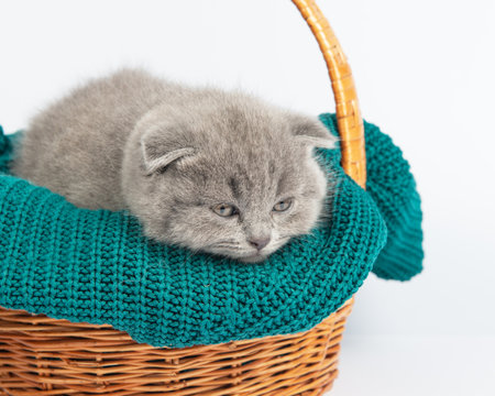 Cute gray British Shorthair cat kitten on a white background.の写真素材