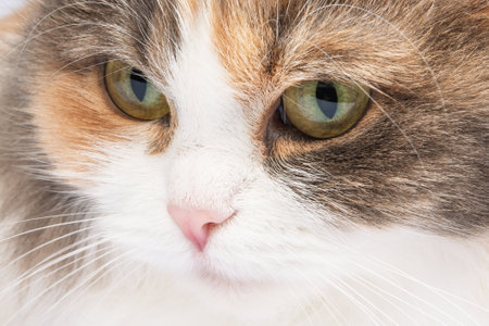 Fluffy long hair cat portrait isolated on the white backgroundの写真素材
