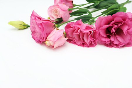 Beautiful and cute full bloom flowerの写真素材