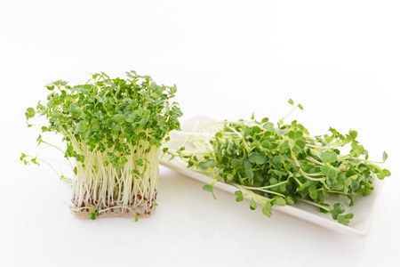 radish sproutの写真素材