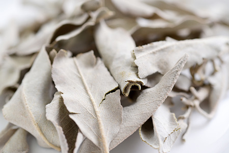 Natural dry sageの写真素材