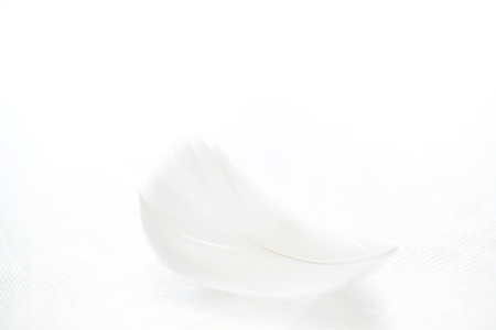 White featherの写真素材