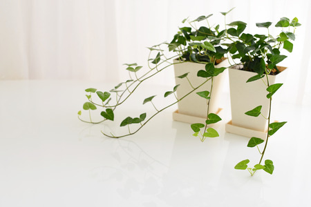 House plantsの写真素材