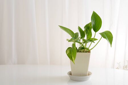 House plantの写真素材
