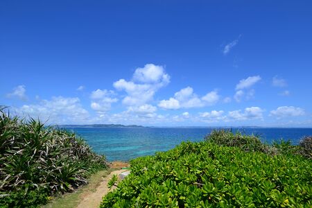 Summer sky and the green of the Okinawa subtropical plantsの写真素材