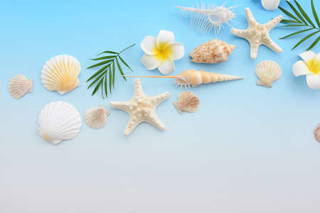Sea shells and flowers isolated on blue background.の写真素材