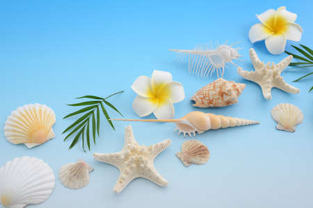 Sea shells and flowers isolated on blue background.の写真素材