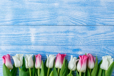 Tulips with macaroons on blue wooden background. rustic tulips.の写真素材