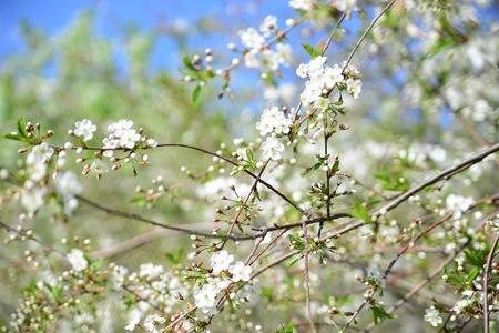 White Apple Flowers. Beautiful flowering apple trees. Soft focus