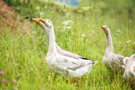 A herd of beautiful white geese walking in a meadow near a farmhouseの写真素材