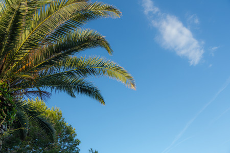 Palm trees on blue sky and white cloudsの写真素材