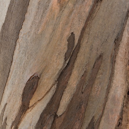 Wooden texture. Platan treeの写真素材