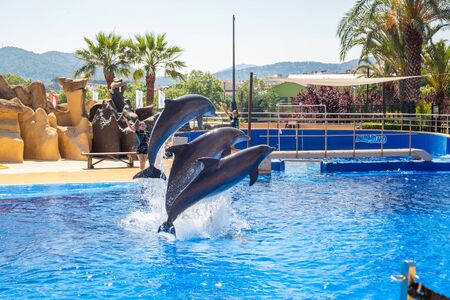Malgrat de mar, Spain. JUNE 19, 2018. Dolphin Show in Marineland Creative entertaining showのeditorial素材