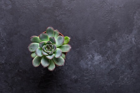Succulent on a black stone table Copy space Top viewの写真素材