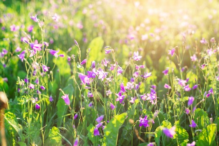 Beautiful bluebells in the field on sunlight Soft focus Spring time backgroundの写真素材