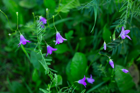 Beautiful bluebells in the field Soft focus Spring time backgroundの写真素材