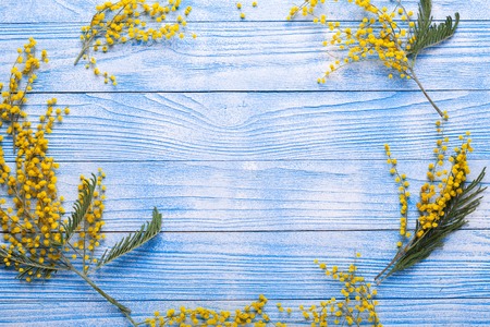 Mimosa flowers on blue wooden table View from above Copy space Frame