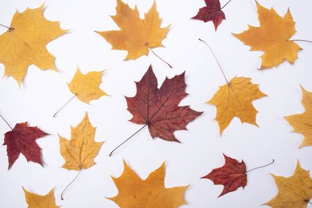 Yellow red maple leaves leaves on white background Copy space Autumn concept Season school themeの写真素材