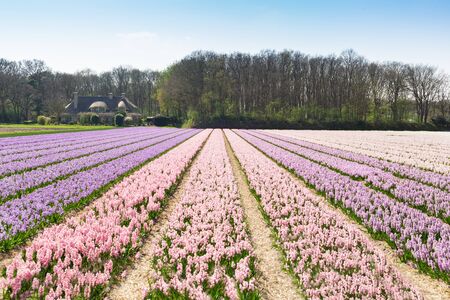 Flower field with purple and pink hyacinths. Beautiful landscape in the Netherlands, Europe - Imageの写真素材