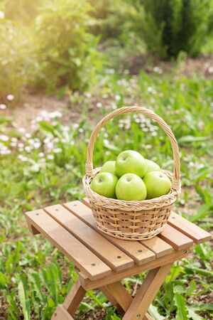 Wicker basket with green on wooden garden chair. Harvest time. Organic food. Sun flare -Imageの写真素材