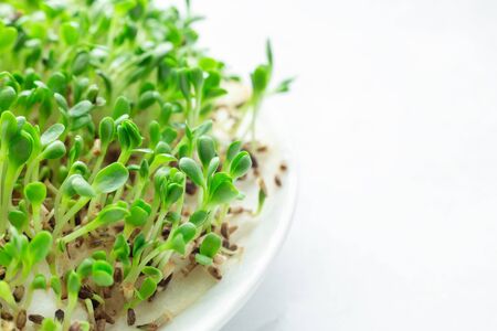 Salad on the windowsill. Microgreens growing. Healthy eating concept. White background. Close-up - Imageの写真素材