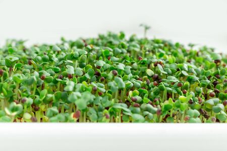 Mustard on the windowsill. Microgreens growing. Vegan and healthy eating concept. White background. Close-up. Copy space - Imageの写真素材