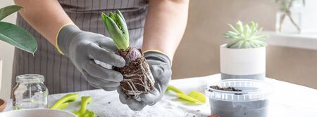Woman gardener hands holding succulent in a ceramic pot. Concept of home gardening and planting flowers in pot. Horizontal banner - Imageの写真素材