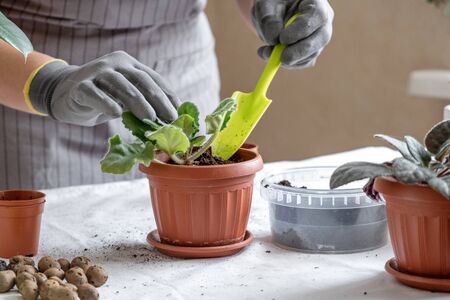 Woman gardener transplantion violet. Concept of home gardening and planting flowers in pot, plant home decoration - Imageの写真素材