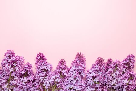 Brunches of beautiful purple lilacs on pink background. Top view. Copy space for your text. Mockup - Imageの写真素材