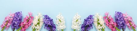 Long horizontal banner with multicolored hyacinths on blue background. Easter concept.の写真素材