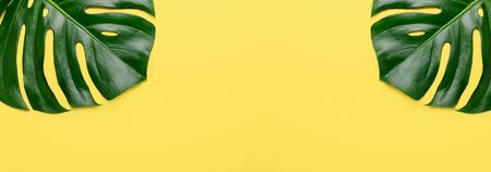Tropical leaf Monstera on yellow background. Top view. Flat lay. Horizontal banner - Imageの写真素材