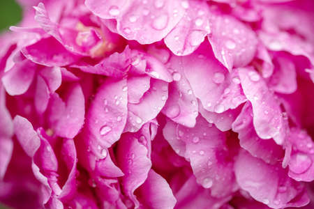 Peonies with water drops close-up. Peony flowers background - Imageの写真素材
