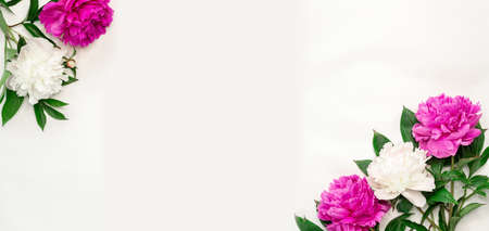 Flower banner. Pink and white peonies on white background. Top view, copy space - Imageの写真素材