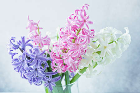 Spring floral background. Purple, pink, white hyacinths close up - Imageの写真素材