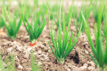bed with young onion bushes. Organic clean products. Spring garden plants - Imageの写真素材