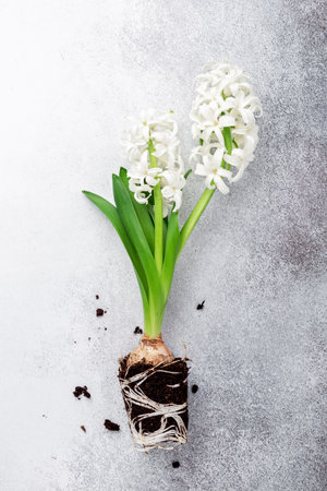 Top view of white hyacinth flowers on stone background. Concept of home gardening and planting flowers in pot - Imageの写真素材