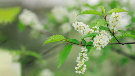 Blooming Bird Cherry Tree. Flowers of bird-cherry tree in the nature. Copy space. Soft focus - Imageの写真素材