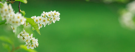 Spring banner with Bird Cherry Tree in blossom on green background. Flowers of bird-cherry tree in...