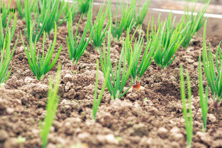 Farmer young green onions in the garden. Spring garden plants - Image