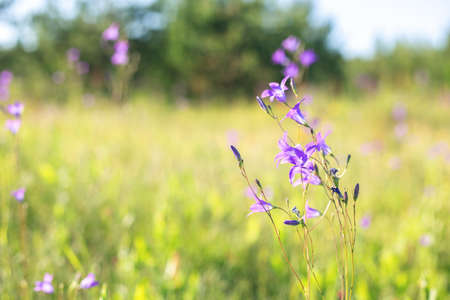 Floral background with bluebells flowers. Selective focus. Close-up - Imageの写真素材