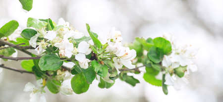 Horizontal banner with with blooming white apple tree flowers. Flower background - Imageの写真素材