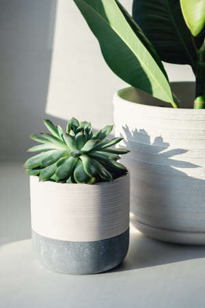 Succulent in ceramic pots. Potted cactus house plants on on the windowsill. Hard morning sunlight - Imageの写真素材