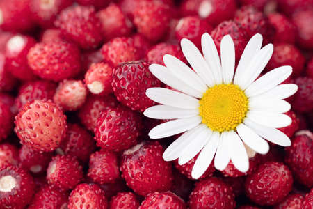 Wild strawberry background. Close-up. A lot of strawberries ripe with chamomile flower - Imageの写真素材