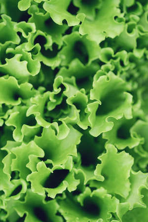 Fresh green Lettuce salad background. Close-up of green leaf in garden bed, vertical - Image