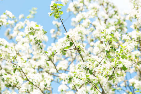 Blooming apple tree in spring time. Flower background. Soft focus - Imageの写真素材