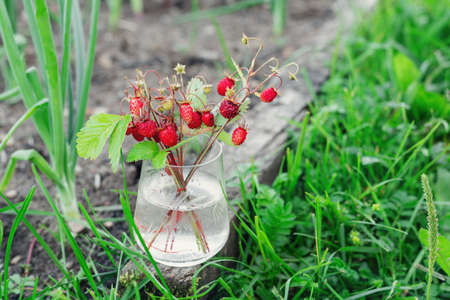 Wild strawberry bunch in in glass jar on green meadow - Imageの写真素材