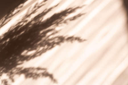 Pampas grass natural shadows on a beige wall or table. Floral silhouette on beige backgroundの写真素材
